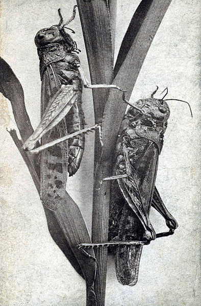 Illustration for article titled The extinct were-beasts of the American midwest
